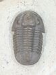 Gerastos Trilobite - Jorf, Morocco #57533-1